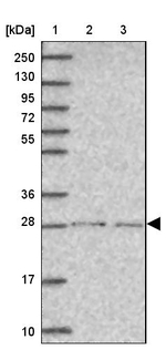 SPDYE1 Antibody in Western Blot (WB)