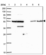 ZNF300 Antibody in Western Blot (WB)