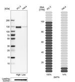 Smoothelin Antibody in Western Blot (WB)