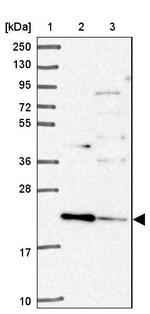 TMEM11 Antibody in Western Blot (WB)