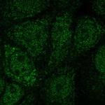 NFS1 Polyclonal Antibody