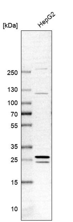 GAMT Antibody in Western Blot (WB)