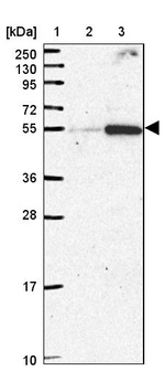 FAM222B Antibody in Western Blot (WB)