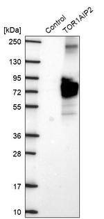 TOR1AIP2 Antibody in Western Blot (WB)