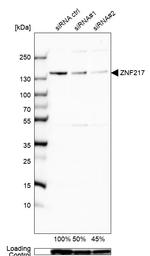 ZNF217 Antibody