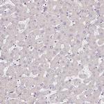 TMEM119 Antibody in Immunohistochemistry (IHC)