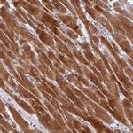 Akirin1 Antibody in Immunohistochemistry (Paraffin) (IHC (P))