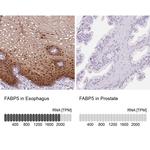 FABP5 Antibody