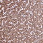 ALG8 Antibody in Immunohistochemistry (Paraffin) (IHC (P))