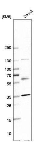 Ly-108 Antibody in Western Blot (WB)