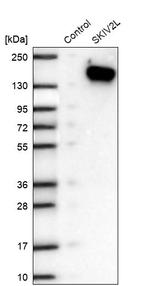 SKIV2L Antibody in Western Blot (WB)