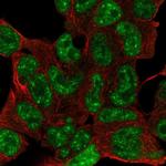 ESX1 Antibody in Immunocytochemistry (ICC/IF)