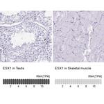 ESX1 Antibody