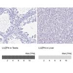 LUZP4 Antibody in Immunohistochemistry (IHC)