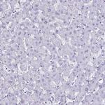 LUZP4 Antibody in Immunohistochemistry (IHC)
