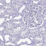 LUZP4 Antibody in Immunohistochemistry (IHC)