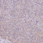 Protein Z Antibody in Immunohistochemistry (IHC)