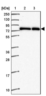 ZNF778 Antibody in Western Blot (WB)