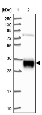 ARL6IP4 Antibody in Western Blot (WB)