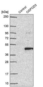 OGFOD3 Antibody in Western Blot (WB)