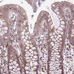 MEGF6 Antibody in Immunohistochemistry (Paraffin) (IHC (P))