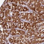 C2orf16 Polyclonal Antibody