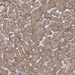 C7orf26 Antibody in Immunohistochemistry (Paraffin) (IHC (P))