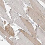 C7orf26 Antibody in Immunohistochemistry (Paraffin) (IHC (P))