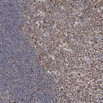 C7orf26 Antibody in Immunohistochemistry (Paraffin) (IHC (P))