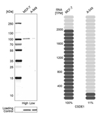 CSDE1 Antibody in Western Blot (WB)