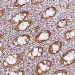 C1orf226 Antibody in Immunohistochemistry (Paraffin) (IHC (P))