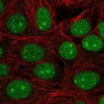 C7orf50 Polyclonal Antibody