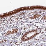 C7orf50 Antibody in Immunohistochemistry (Paraffin) (IHC (P))