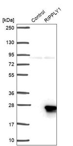RIPPLY1 Antibody in Western Blot (WB)