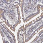 G6PC Antibody in Immunohistochemistry (IHC)