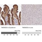 TMEM253 Antibody in Immunohistochemistry (IHC)