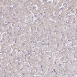 TMEM253 Antibody in Immunohistochemistry (IHC)