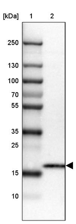 CMTM5 Antibody in Western Blot (WB)