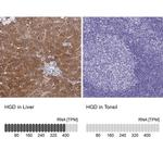 HGD Antibody