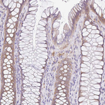TRAF4 Antibody in Immunohistochemistry (Paraffin) (IHC (P))