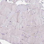 TRAF4 Antibody in Immunohistochemistry (Paraffin) (IHC (P))