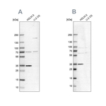 TTC19 Antibody in Western Blot (WB)