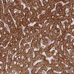 DNAJC7 Polyclonal Antibody