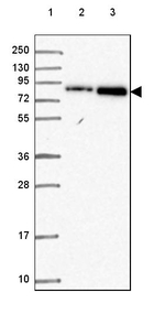 CEP95 Antibody in Western Blot (WB)