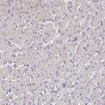 C4orf48 Antibody in Immunohistochemistry (Paraffin) (IHC (P))