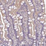 C4orf48 Antibody in Immunohistochemistry (Paraffin) (IHC (P))