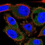 C4orf48 Polyclonal Antibody