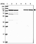 KLC1 Antibody in Western Blot (WB)