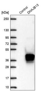 DNAJB13 Antibody in Western Blot (WB)