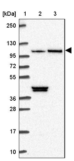 MAP10 Antibody in Western Blot (WB)